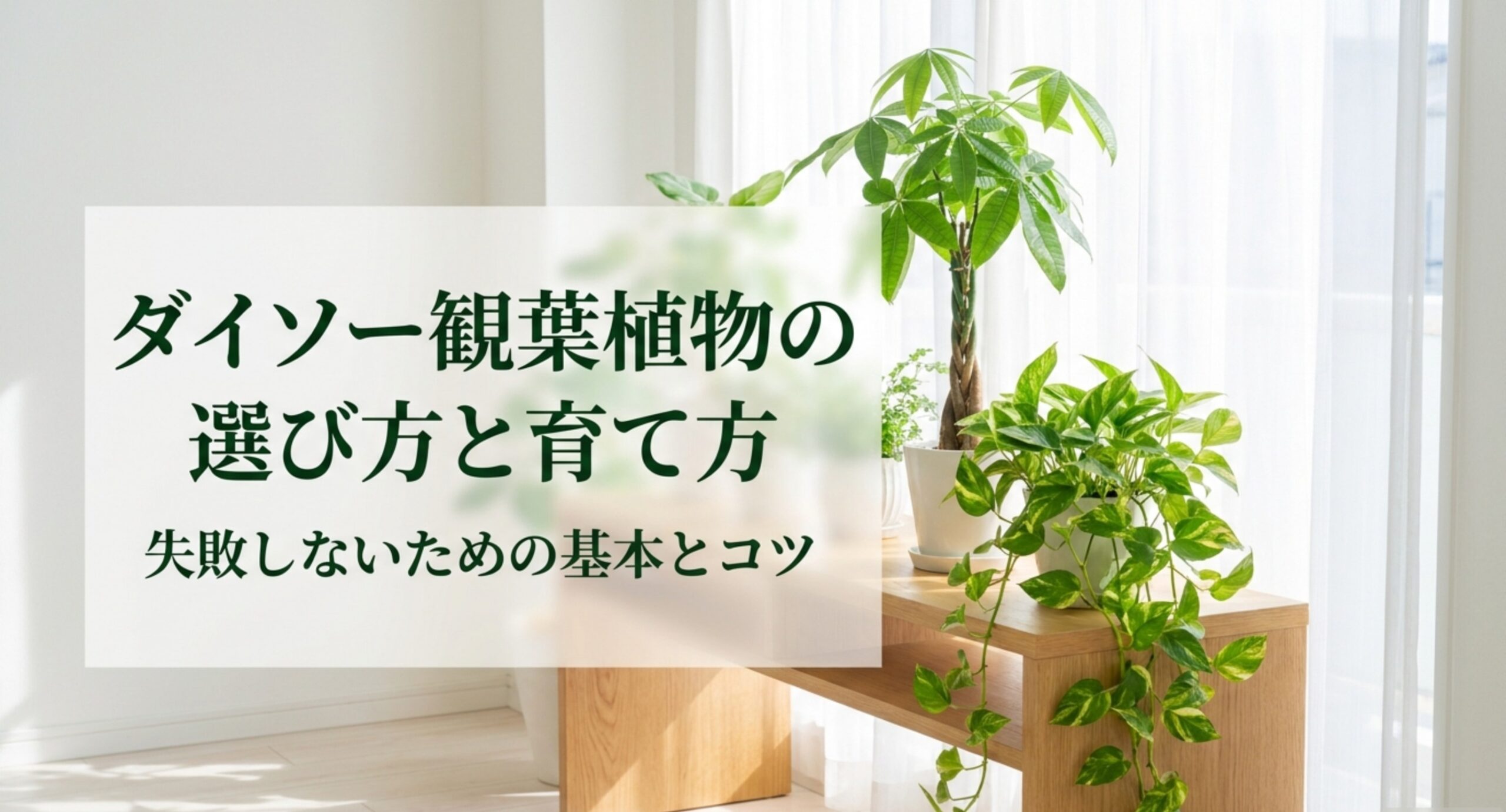 ダイソーの観葉植物おすすめ｜初心者向けの品種とレアの選び方と価格帯