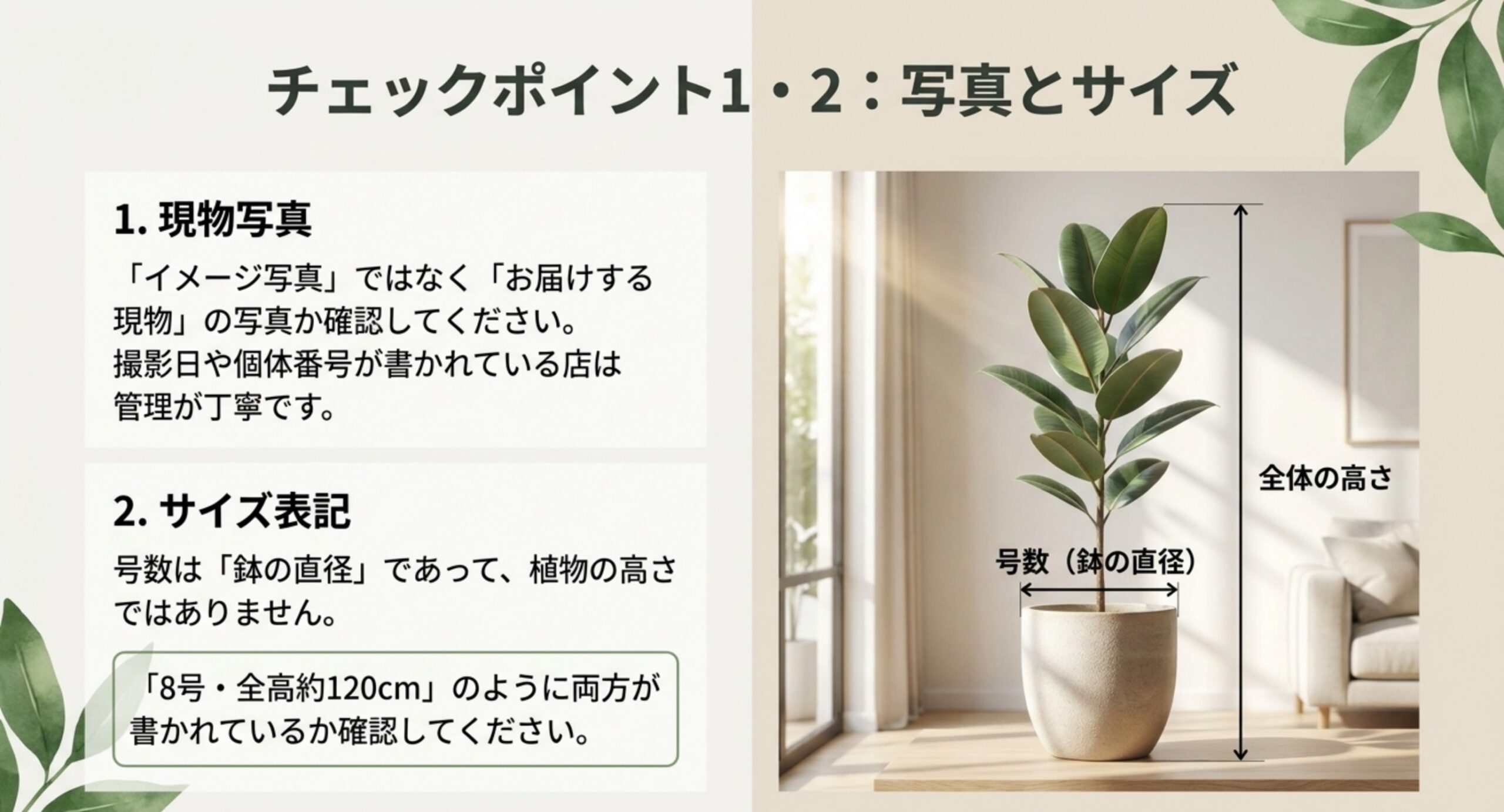 号数が鉢の直径を指し、植物の全体の高さとは別であることを鉢植えの図で示したスライド
