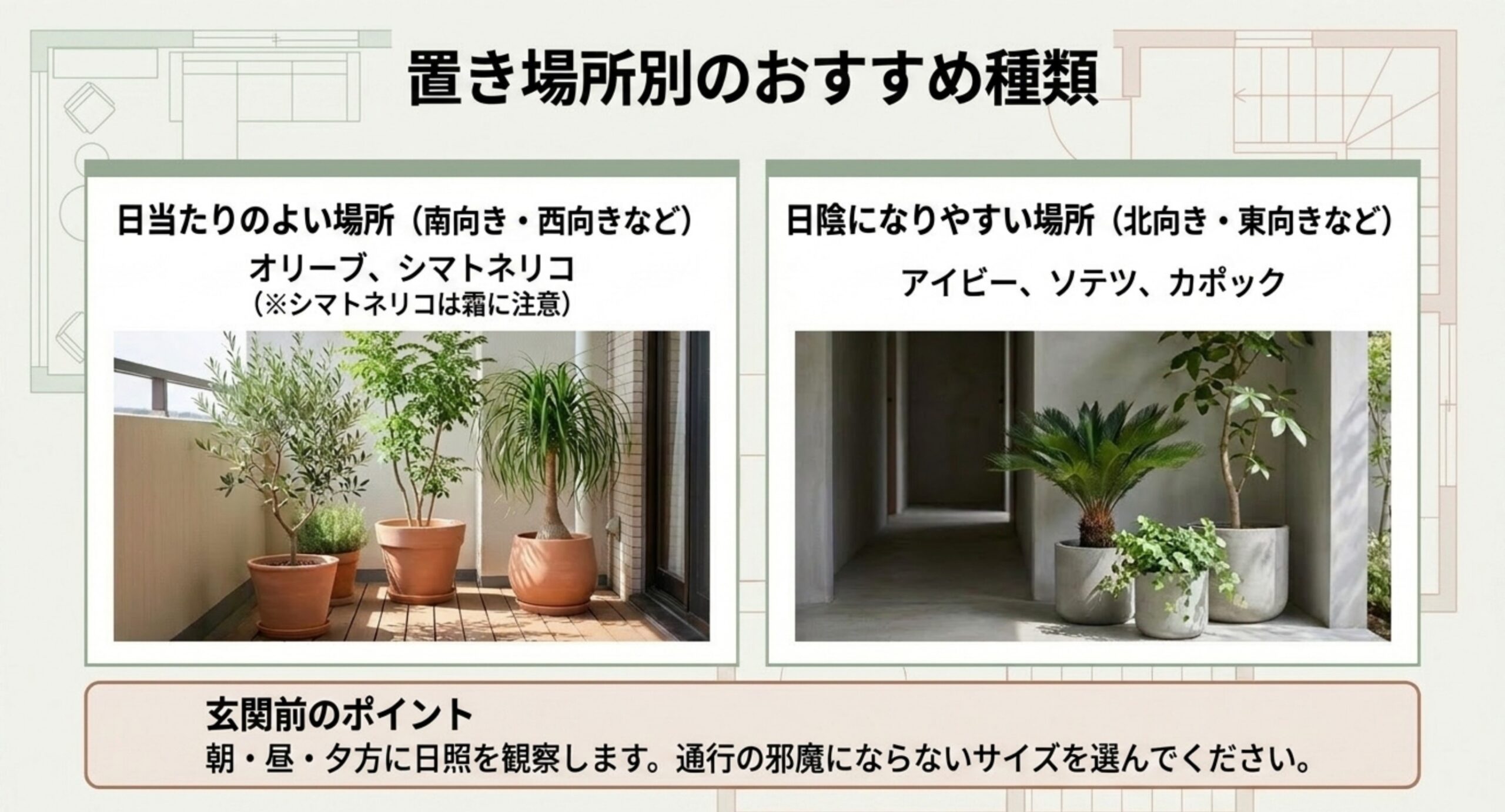 日当たりのよい場所に向くオリーブとシマトネリコ、日陰になりやすい場所に向くアイビー・ソテツ・カポックを対比したスライド