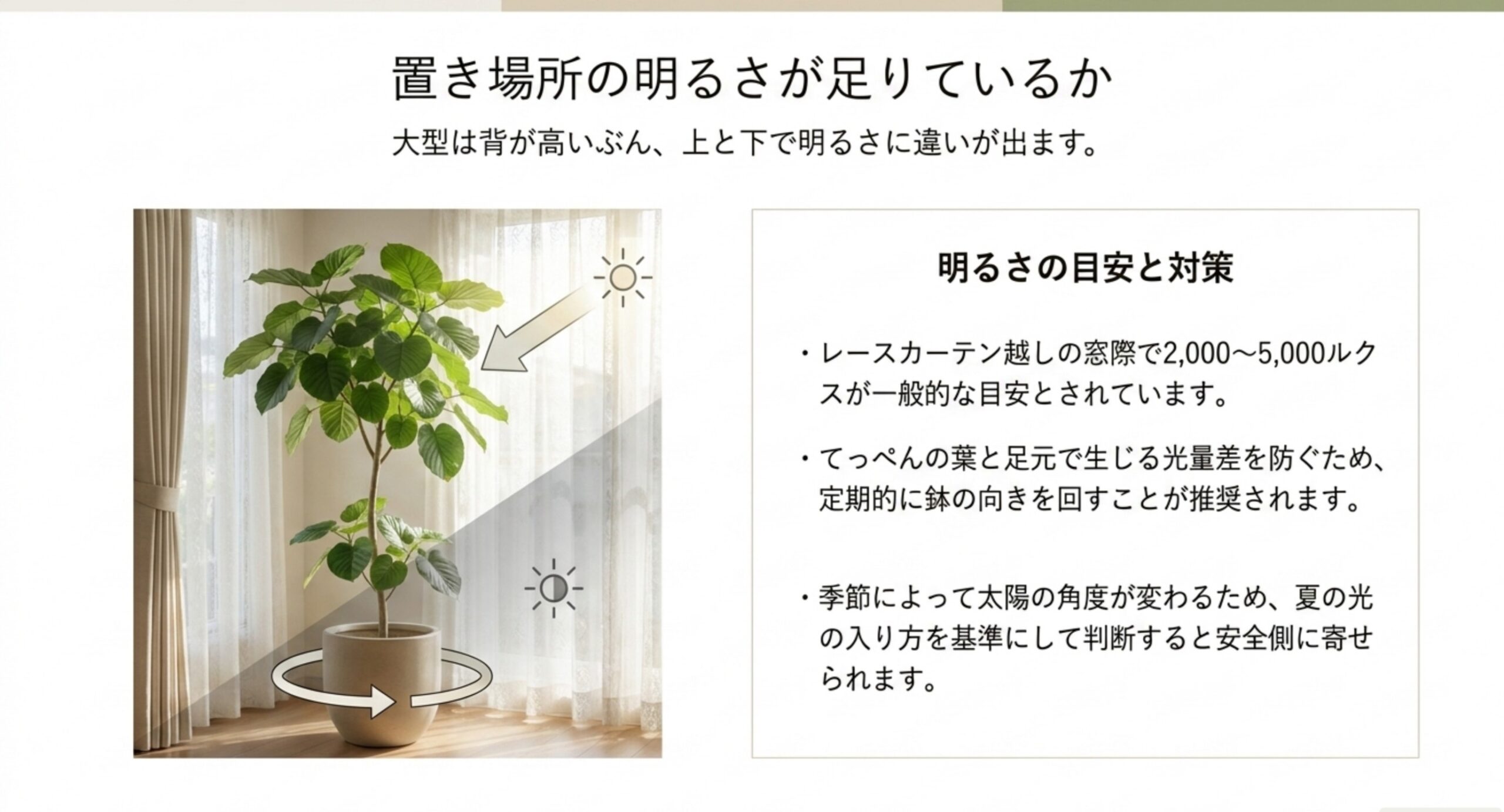 レースカーテン越しの窓辺に置いた大型株と、照度の目安や鉢を回す対策を並べたスライド