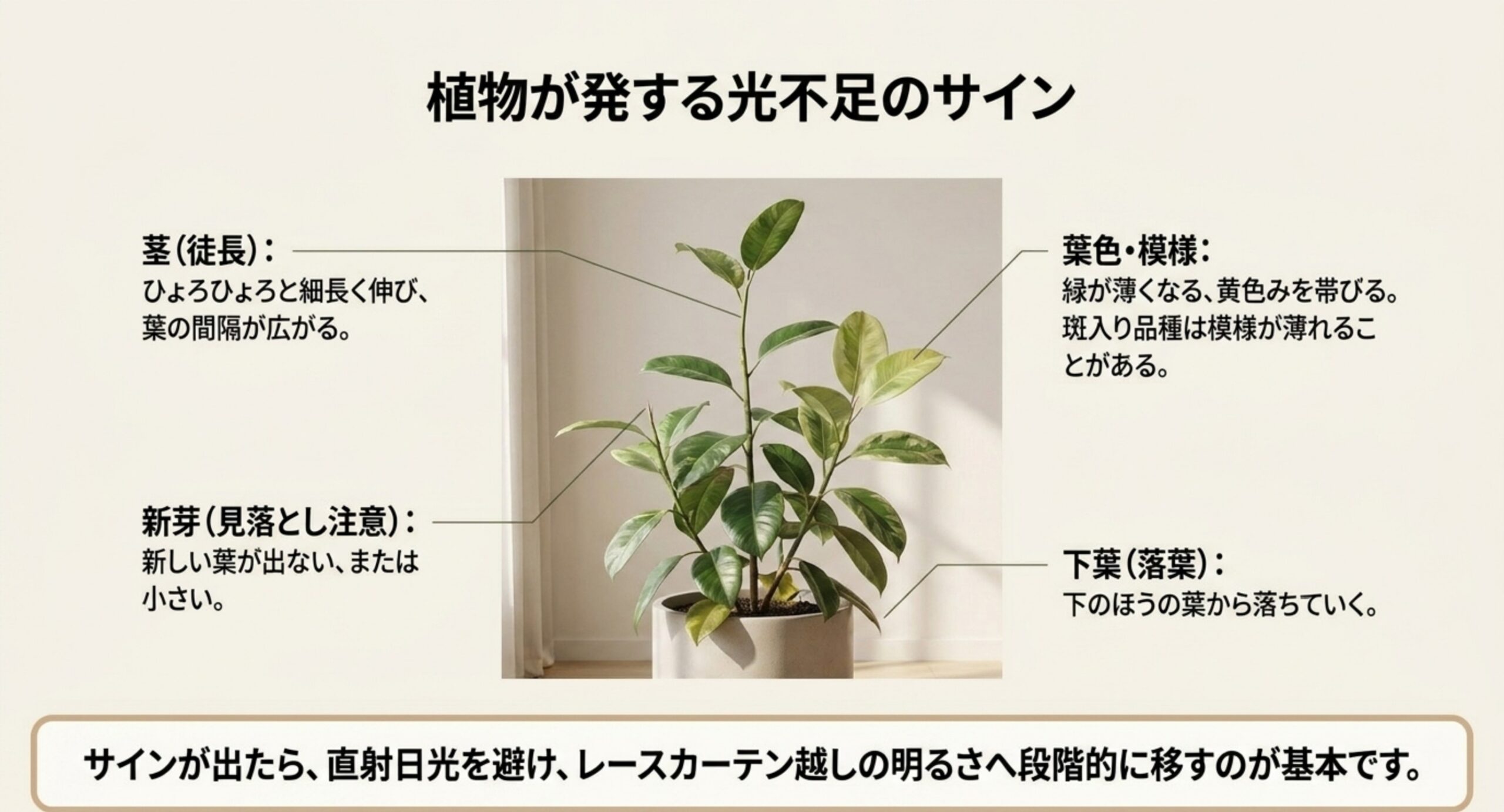 徒長した株を中央に置き、茎・葉色・新芽・下葉のどこに光不足の症状が出るかを指し示したスライド