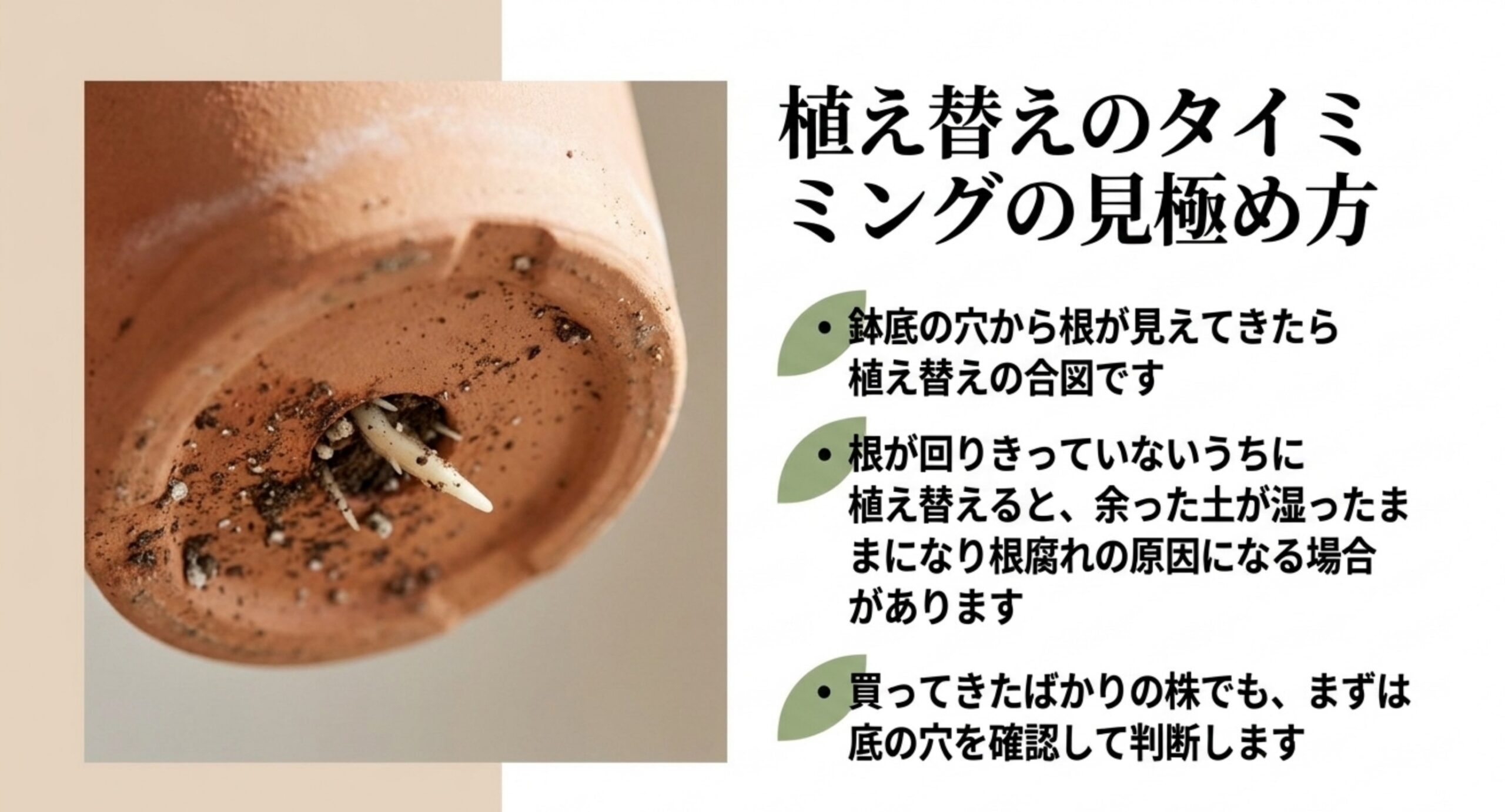 鉢底の穴から根が出ている様子と、植え替えの判断ポイントを並べたスライド