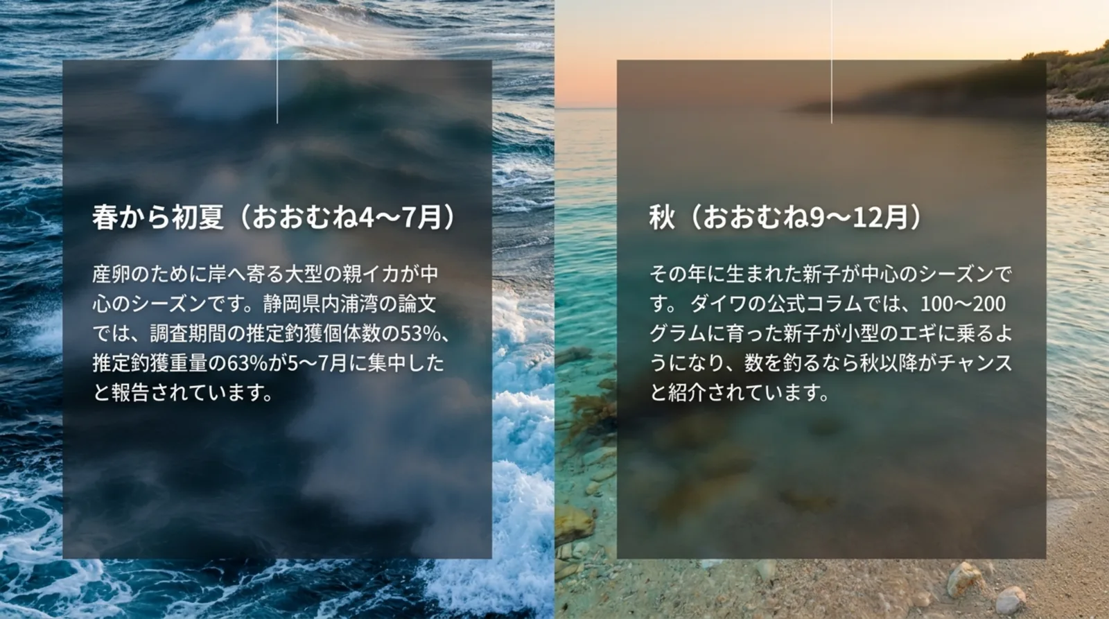 春から初夏（おおむね4〜7月）の親イカと、秋（おおむね9〜12月）の新子のシーズンを左右に並べて説明したスライド