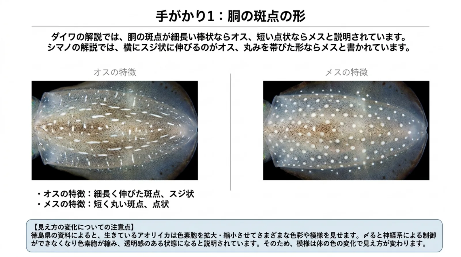 細長くスジ状に伸びた斑点のオスと、短く丸い斑点のメスの胴を左右に並べ、ダイワとシマノの解説と色の見え方の注意をまとめたスライド