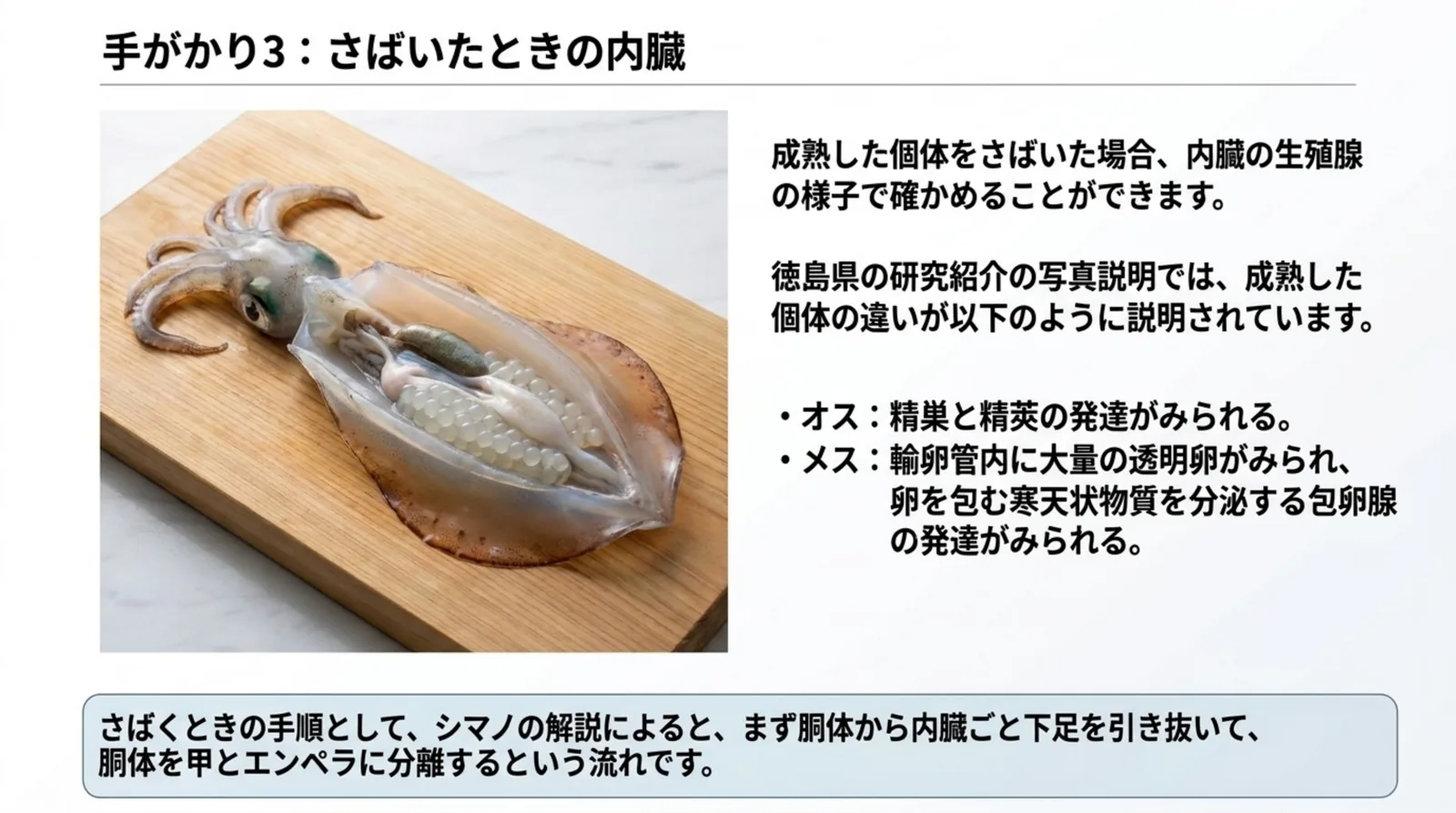 まな板の上で開いたアオリイカの写真と、成熟したオスは精巣と精莢、メスは輸卵管の透明卵と包卵腺が発達するという徳島県の説明を並べたスライド