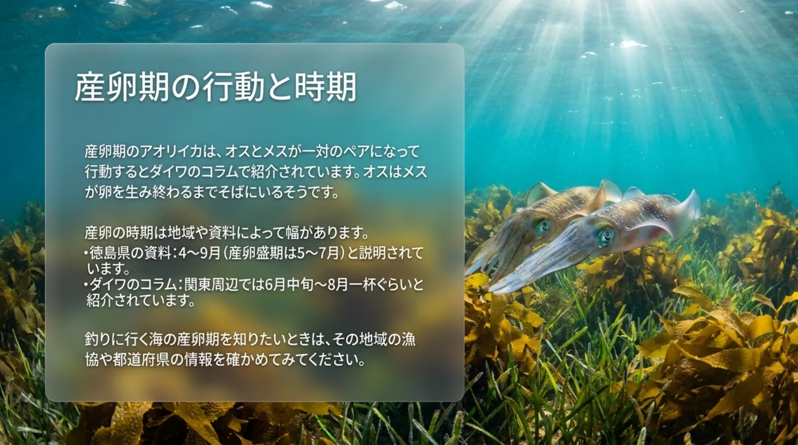藻場を並んで泳ぐ2杯のアオリイカの写真に、産卵期のペアの行動と、徳島県の資料とダイワのコラムが示す産卵の時期の違いを重ねたスライド