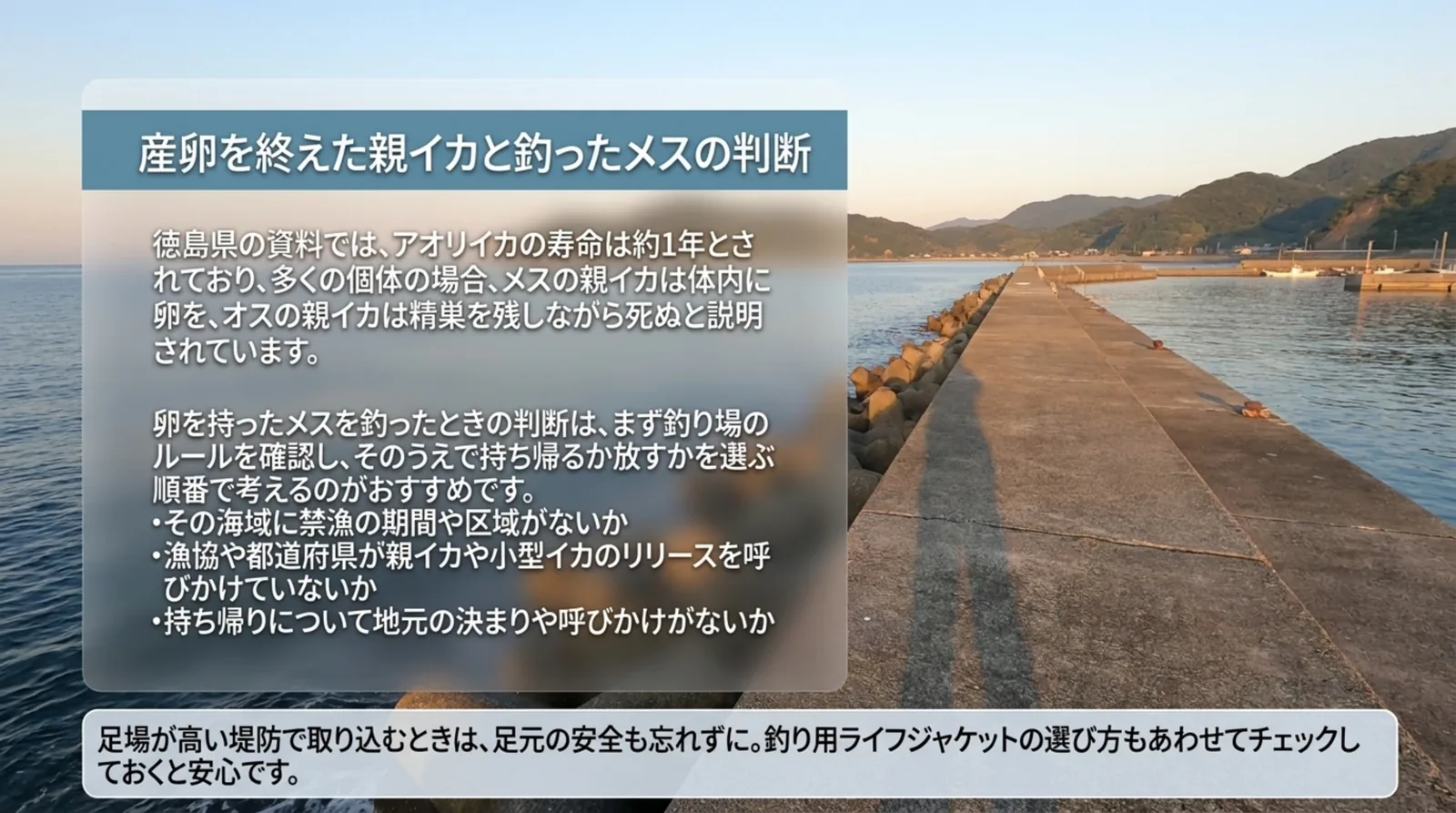 夕方の堤防の写真に、親イカが卵や精巣を残して死ぬという徳島県の説明と、卵を持ったメスを釣ったときに確かめる3つの点を並べたスライド