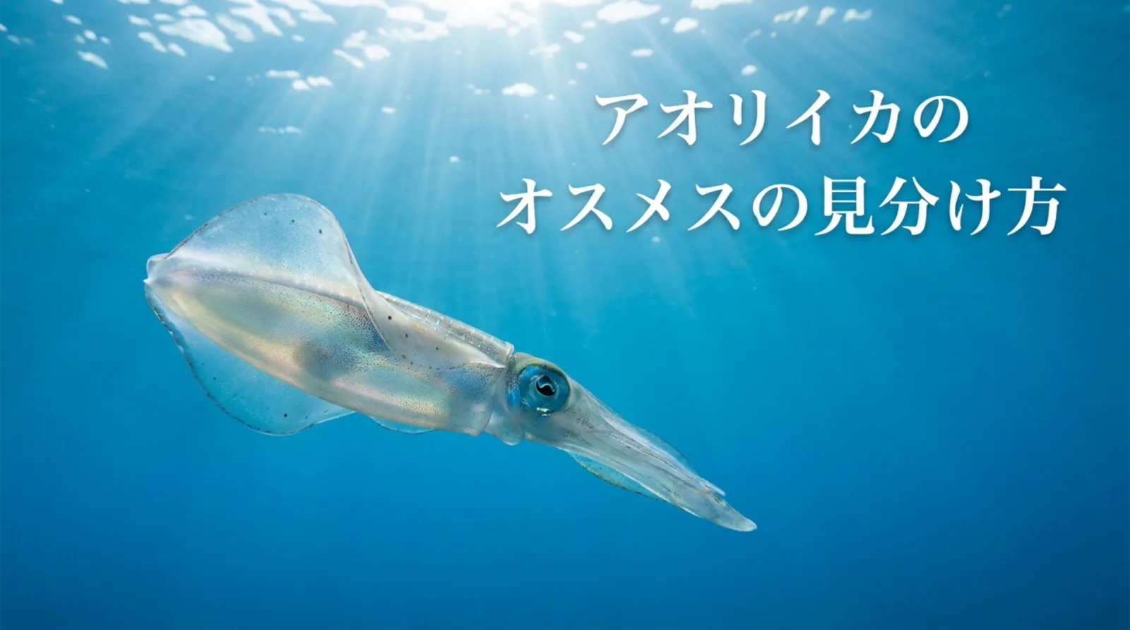 アオリイカのオスメスの見分け方｜斑点・腕・大きさと味の違いの有無まで