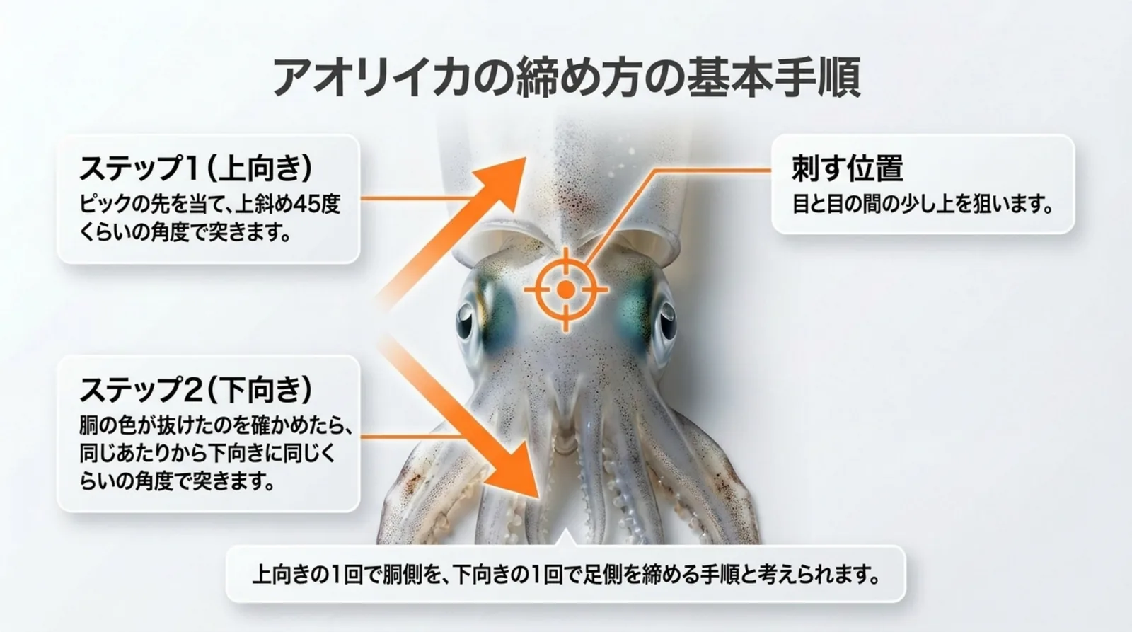 アオリイカの目と目の間の少し上を狙い、上斜め45度くらいと下向きの2回突く手順を矢印で示したスライド