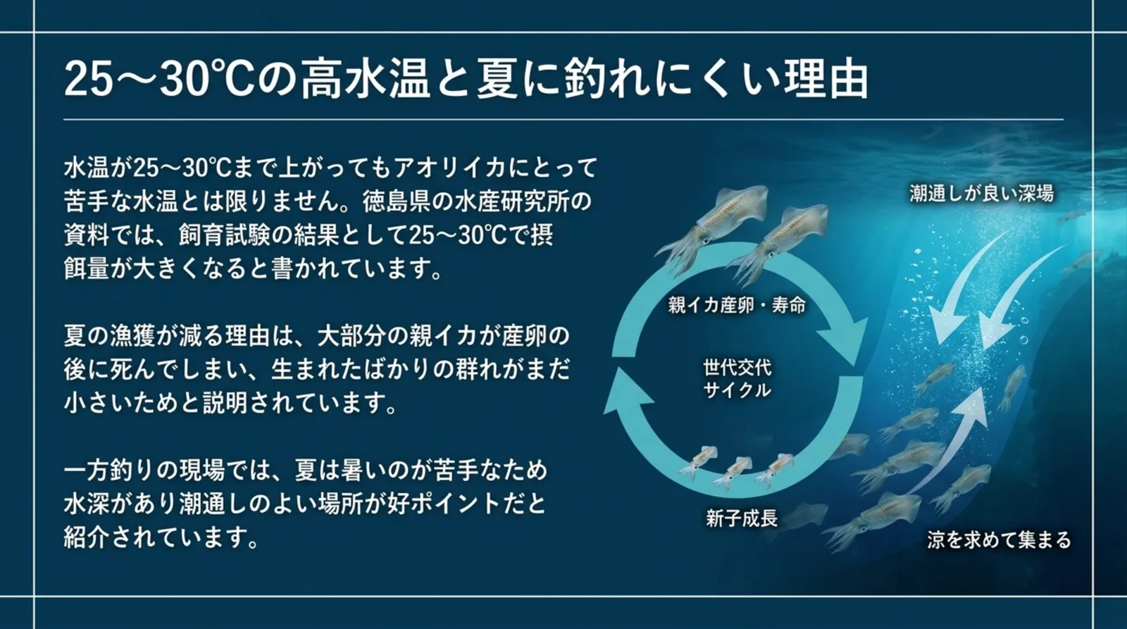 飼育試験では25〜30℃で摂餌量が大きくなることと、夏の漁獲の減少を親イカの産卵と新子の成長の世代交代で説明したスライド