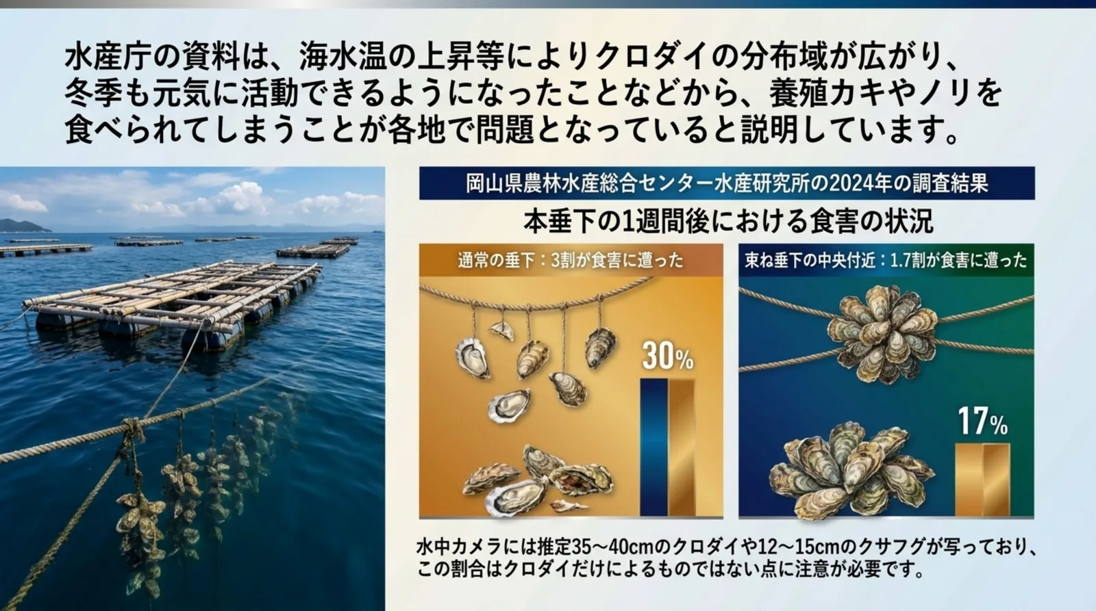 養殖カキの筏の写真と、岡山県の調査で通常の垂下と束ね垂下の中央付近の食害の割合を比べたスライド