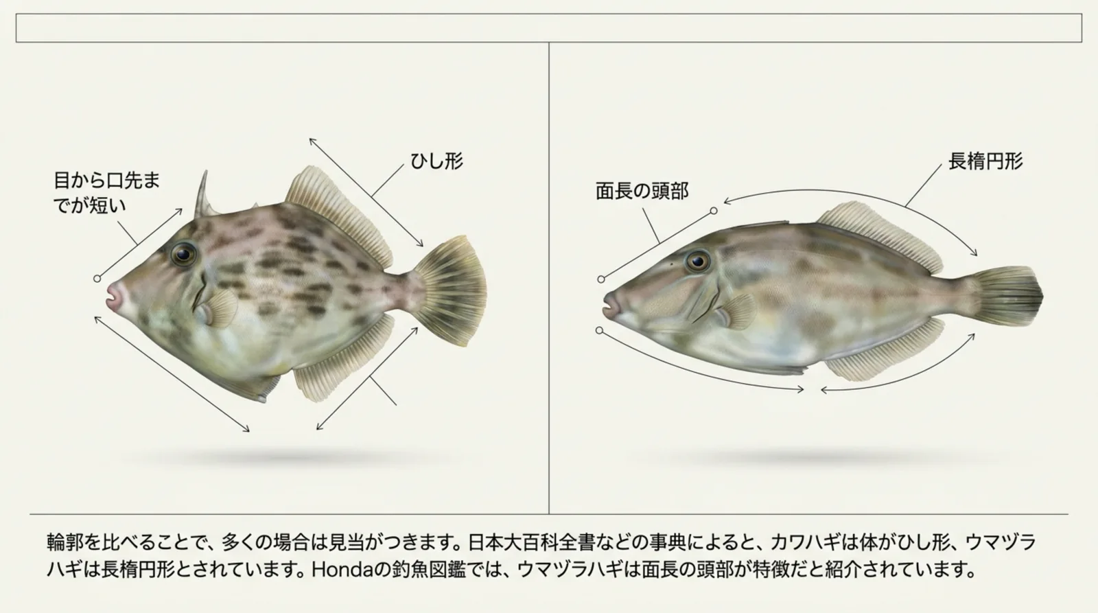 目から口先までが短いひし形のカワハギと、面長の頭部で長楕円形のウマヅラハギを左右に並べて比べた図のスライド