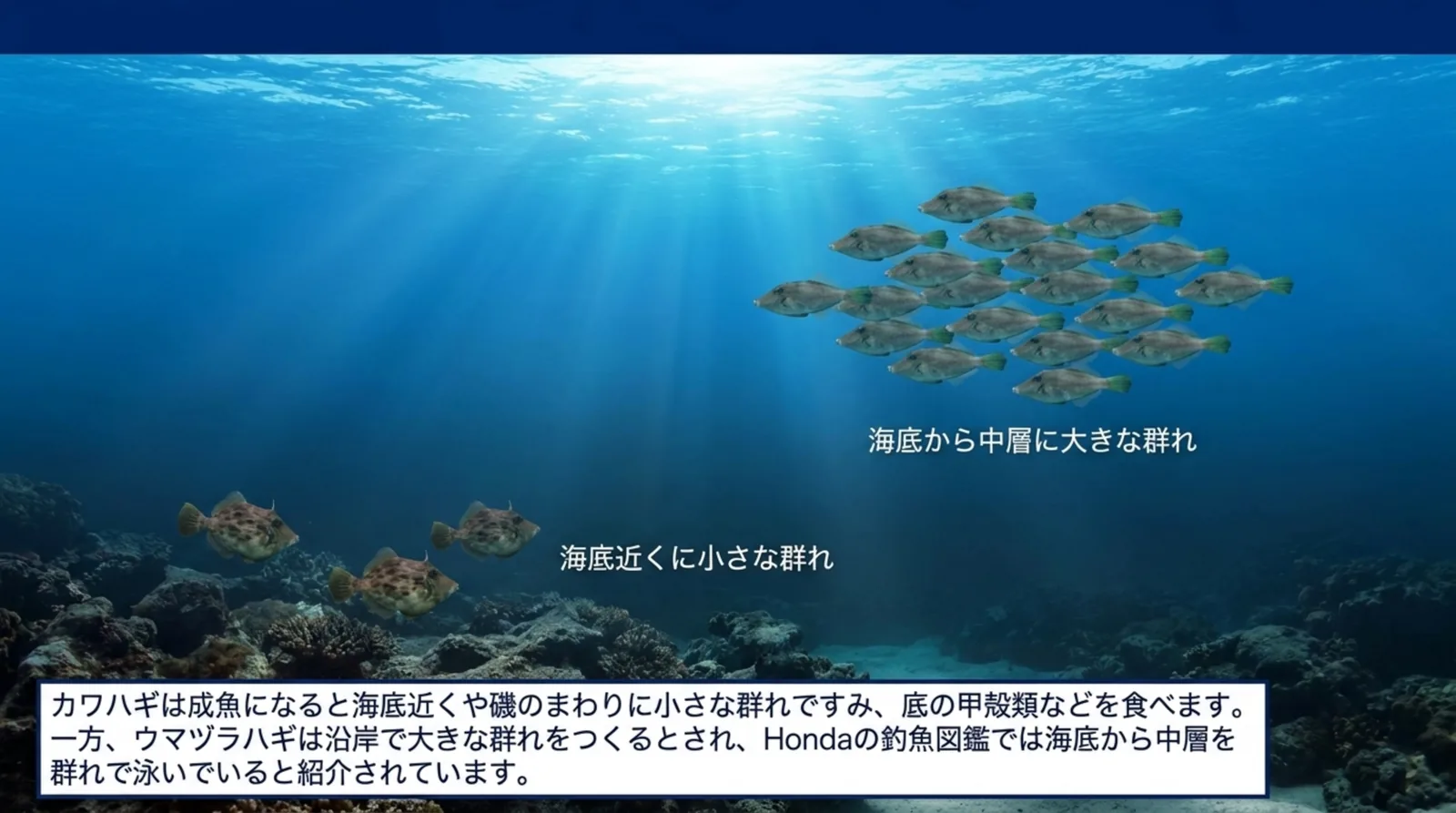海底近くに小さな群れでいるカワハギと、海底から中層を大きな群れで泳ぐウマヅラハギを描いた海中のスライド