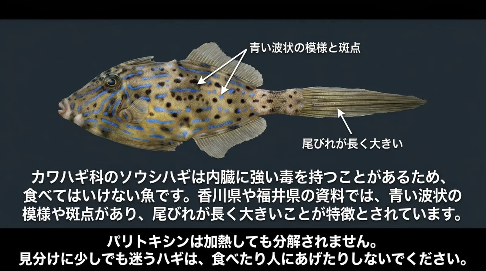 青い波状の模様と斑点があり尾びれが長く大きいソウシハギの図と、加熱しても毒が分解されないので食べないよう注意するスライド