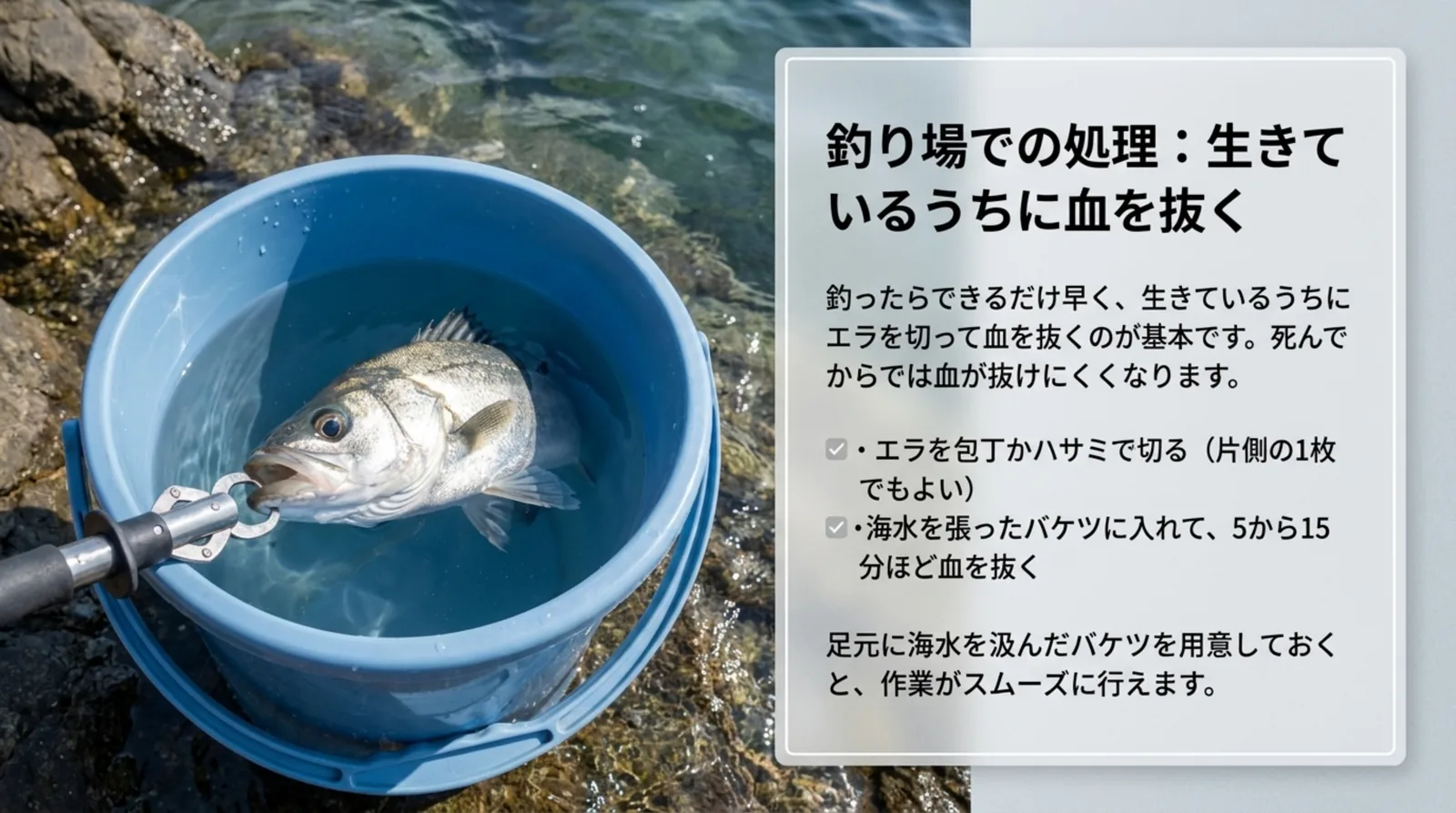 海水を張ったバケツの中のシーバスと、エラを切って5〜15分ほど血を抜く手順をまとめたスライド