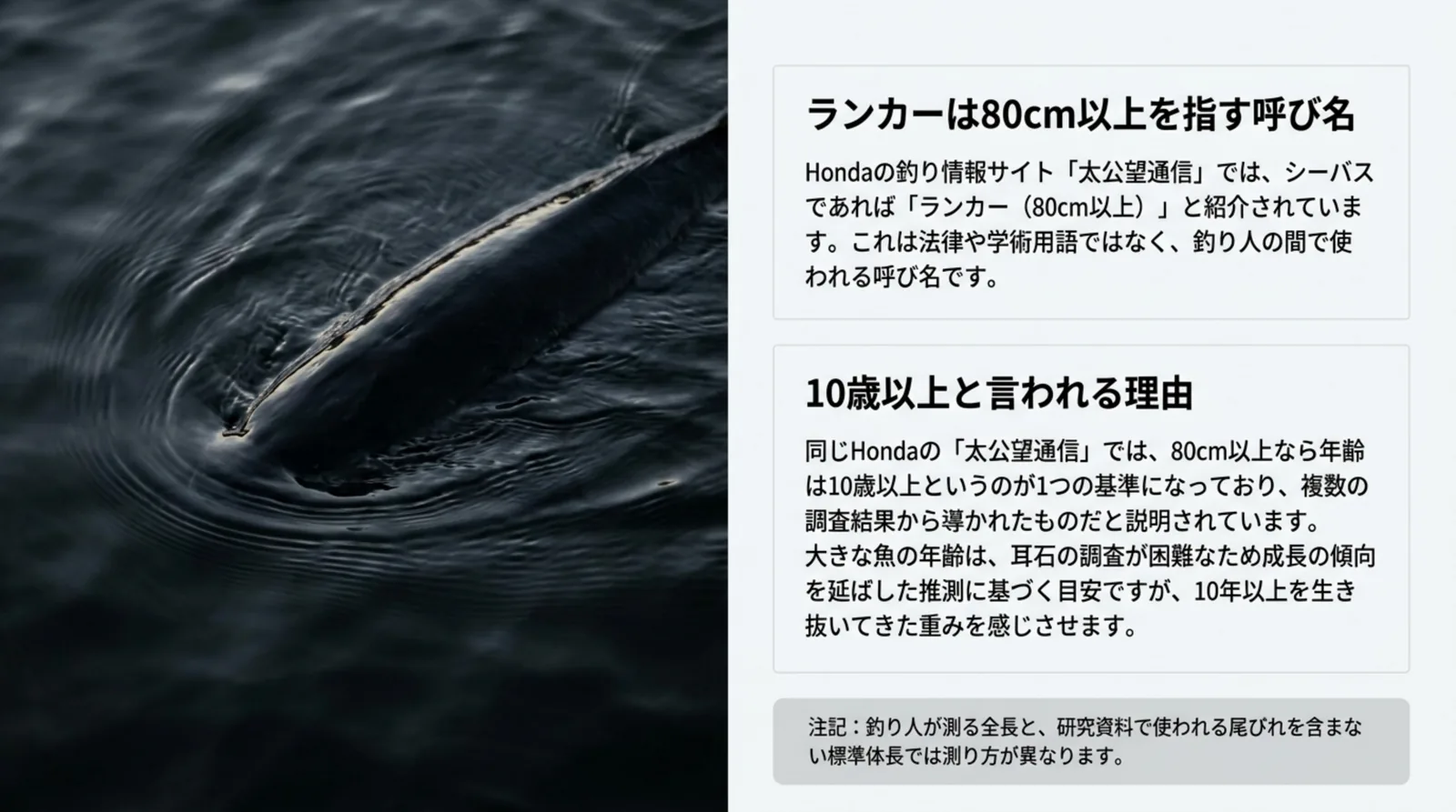 ランカーは80cm以上を指す釣り人の呼び名であることと、80cm以上なら10歳以上という目安をまとめたスライド