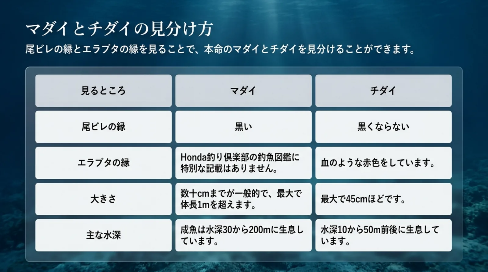 マダイとチダイを尾ビレの縁・エラブタの縁・大きさ・主な水深で比べた表のスライド